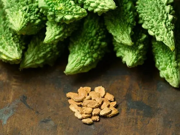 Hạt giống Khổ Qua đã được xử lý đang chuẩn bị gieo trồng