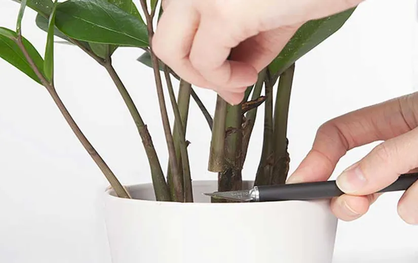 Một cành Kim Tiền được cắt tỉa cẩn thận, sẵn sàng cho quá trình nhân giống bằng phương pháp giâm cành