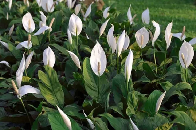 Lá Lan Ý bị rủ xuống do thiếu nước