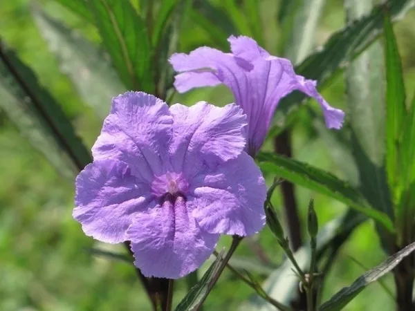 Hoa Chiều Tím là loài hoa chưa từng được ghi nhận là chứa độc tố gây hại cho con người và thú nuôi