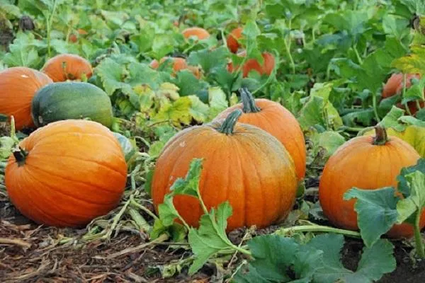 Quả bí đỏ chín mọng và chất lượng, sẵn sàng thu hoạch