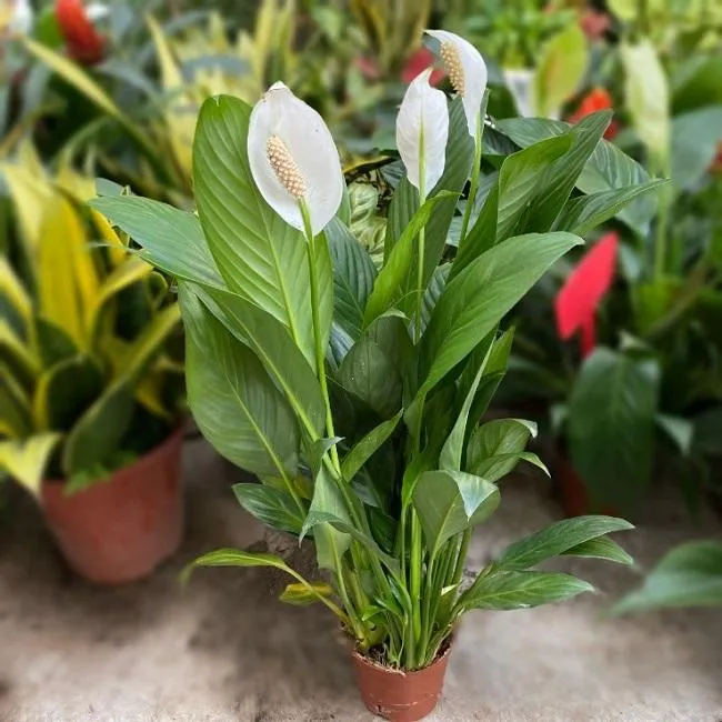 Cây Lan Ý được chăm sóc tại nhà