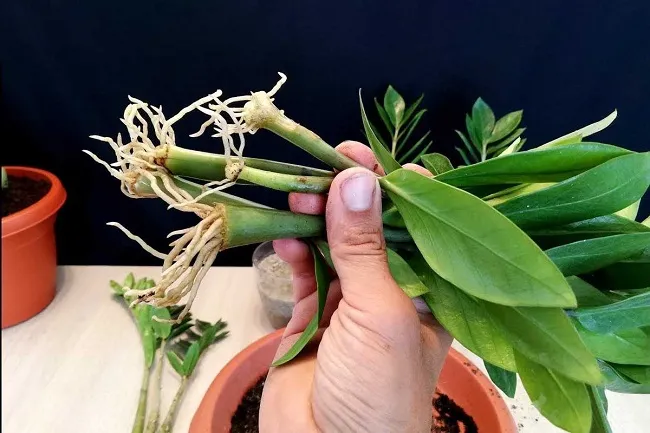 Quá trình cành Kim Tiền được kích rễ, giúp cây mau ra rễ sau khi trồng