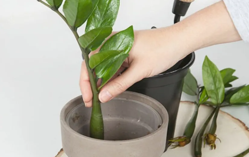 Chậu đất giâm cành Kim Tiền được đặt ở nơi khô ráo, giúp cây con phát triển thành cây mới nhanh chóng