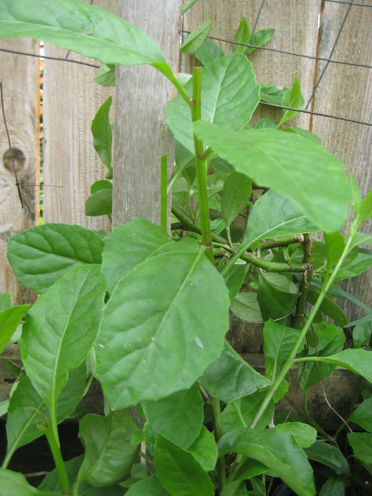 Cây Kim Thất Tai trồng trong chậu, thân mọng nước