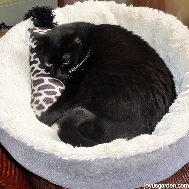 Một Oscar khác, có vẻ thích thú với catnip