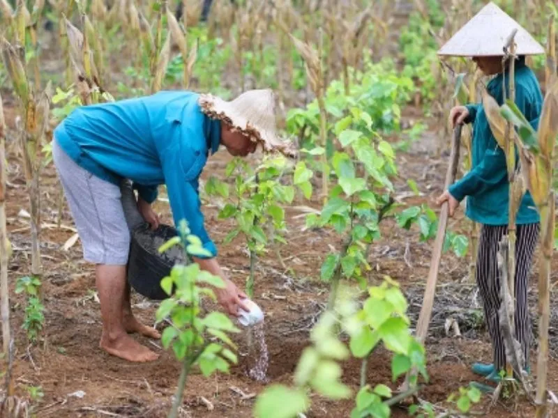 Kỹ thuật tưới nước đúng cách cho rau bò khai sinh trưởng tốt