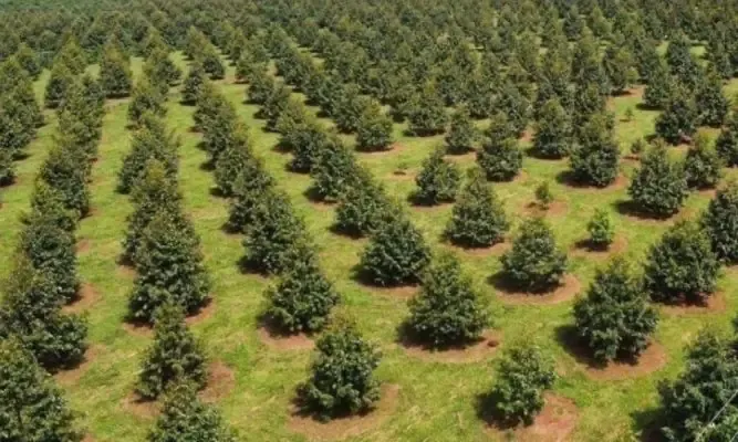 Mô hình trồng bơ xen canh trong vườn cà phê