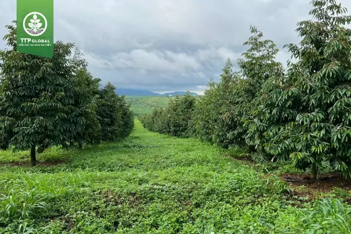 Cây bơ và cà phê được trồng xen kẽ theo khoảng cách tiêu chuẩn