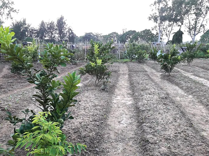 Sơ đồ khoảng cách trồng bưởi da xanh tiêu chuẩn 5x6 mét