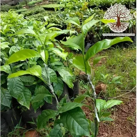 Phòng trừ sâu bệnh hiệu quả cho vườn Dổi theo nguyên tắc canh tác