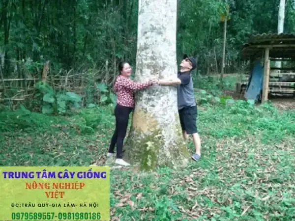 Lựa chọn giống cây Dổi khỏe mạnh và phương pháp nhân giống phù hợp