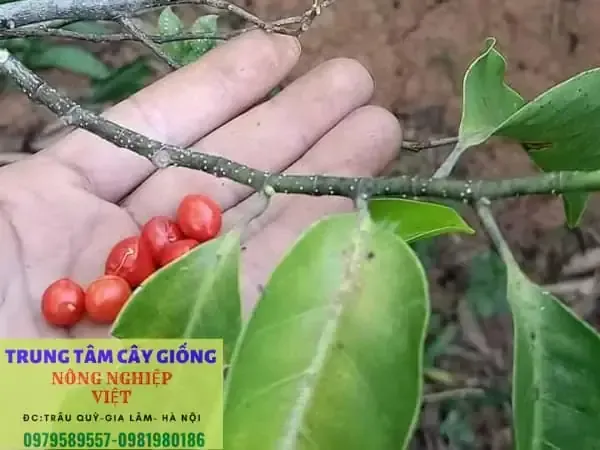 Tính toán mật độ và mục đích trồng cây Dổi để đạt hiệu quả kinh tế tối ưu