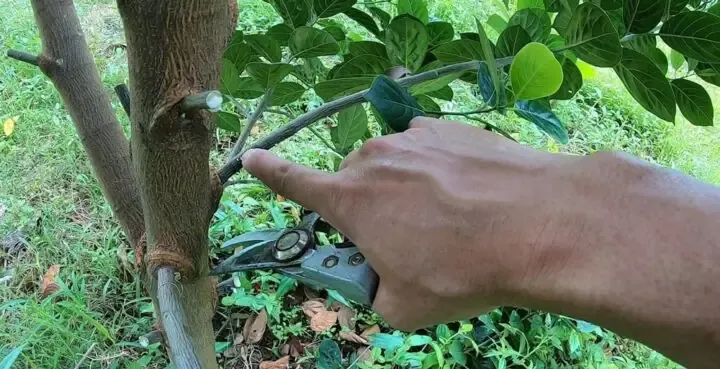 Thực hiện tỉa cành và tạo tán trong quy trình chăm sóc mít thái siêu sớm