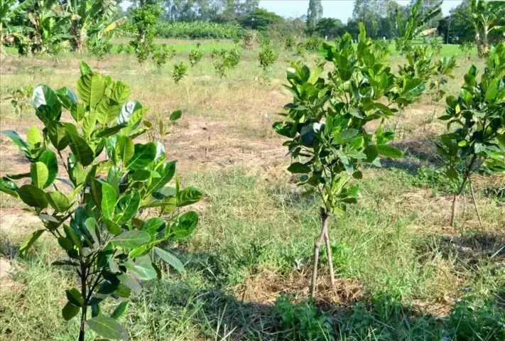 Thời vụ và khoảng cách tối ưu khi trồng mít thái siêu sớm