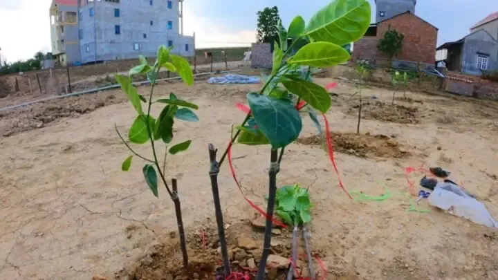 Sơ đồ bố trí khoảng cách trồng mít thái siêu sớm theo điều kiện thổ nhưỡng