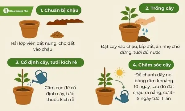 Mô tả kỹ thuật trồng sả trong vườn