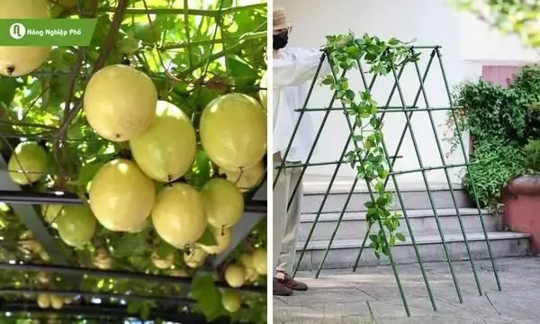 Mô tả kỹ thuật trồng sả trong vườn