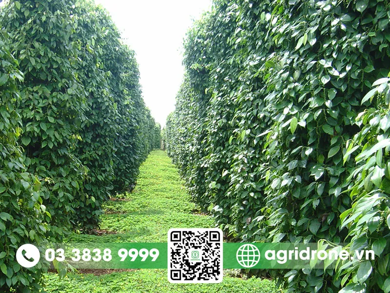 Khoảng cách trồng tiêu tối ưu giúp giảm thiểu sâu bệnh hại