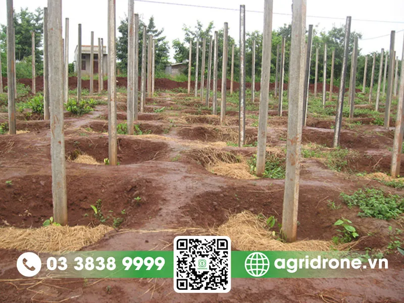 So sánh khoảng cách trồng tiêu giữa trụ sống và trụ chết