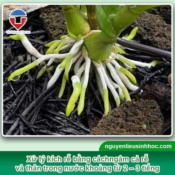 Kỹ Thuật Trồng Lan Dendro Mới Mua Về Đạt Chuẩn Chuyên Gia