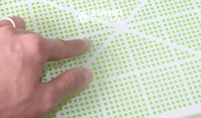 Kiểm tra mực nước trong khay để đảm bảo nước chỉ vừa chạm đến đáy của khay lưới trồng rau mầm