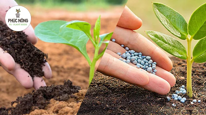Kinh nghiệm bón phân đúng kỹ thuật