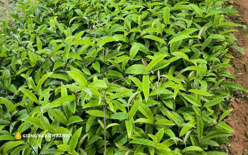 Kinh nghiệm chọn giống và kỹ thuật làm đất trồng Ba Kích Tím