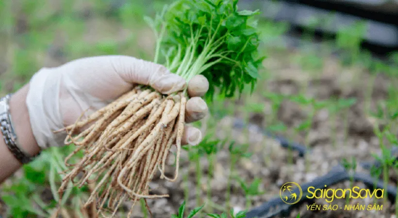 Quá trình thu hoạch nhân sâm cần được thực hiện cẩn trọng để bảo toàn dược tính