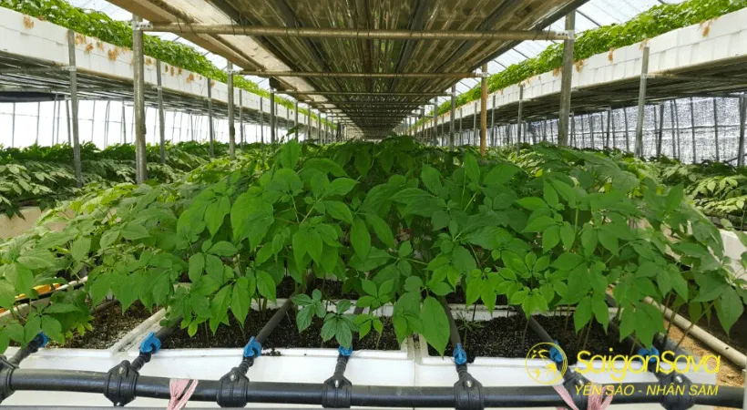 Môi trường trồng sâm Hàn Quốc cần đảm bảo nhiệt độ và độ ẩm lý tưởng