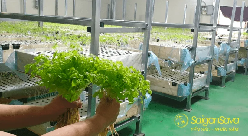 Quy trình trồng và thu hoạch nhân sâm Hàn Quốc đúng cách