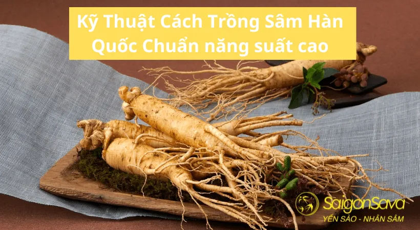 Đặc điểm hình thái của củ nhân sâm Hàn Quốc chất lượng cao