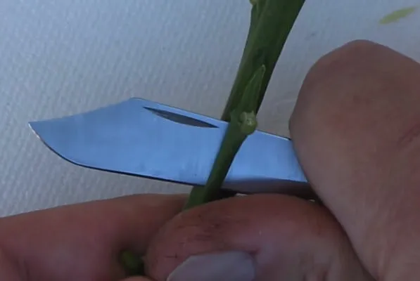 Kỹ thuật lấy mắt ghép bưởi da xanh (Citrus grandis) chuẩn bị cho cách trồng cây bưởi trong chậu đạt hiệu quả cao