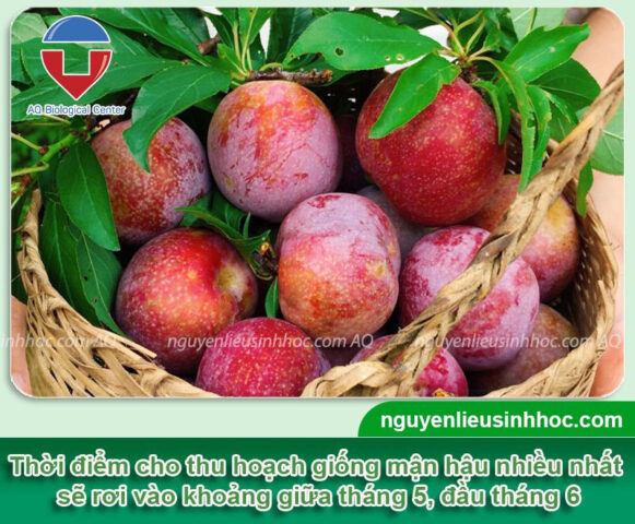 Cách Trồng Cây Chuối: Kỹ Thuật Chi Tiết Đạt Năng Suất Vượt Trội