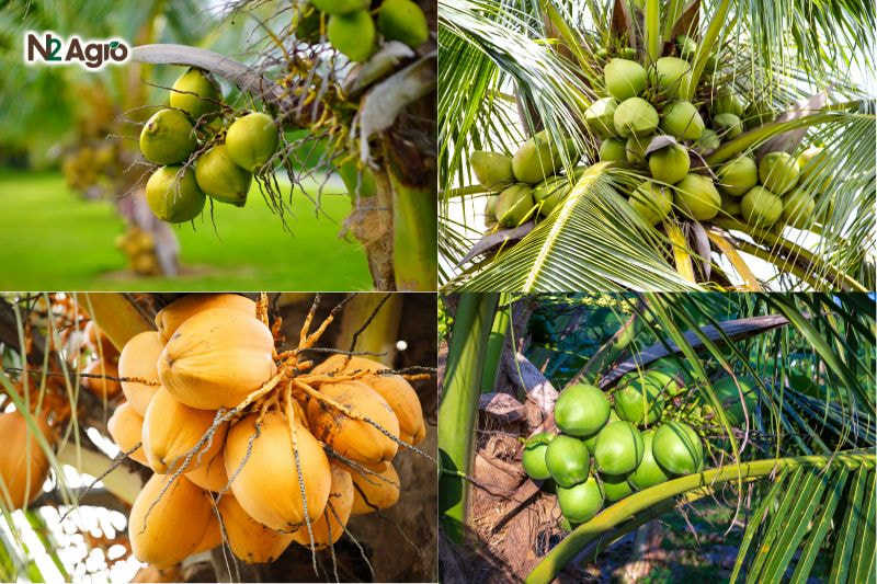 Kỹ Thuật Trồng Măng Tre Đạt Năng Suất Cao Và Bền Vững