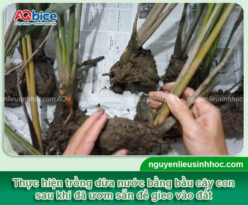 Trồng dừa nước bằng cây con có bầu để đạt tỷ lệ sống cao