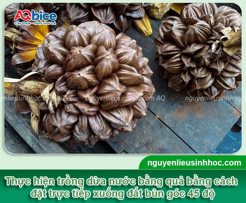 Kỹ thuật trồng dừa nước bằng quả trực tiếp xuống nền đất