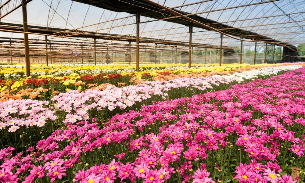 Cây đồng tiền gieo hạt được 3 – 4 tháng sẽ ra hoa vào dịp Tết