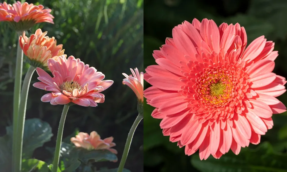 Hoa đồng tiền hồng thể hiện sự ca ngợi khích lệ cho cách trồng hoa đồng tiền nở đúng Tết