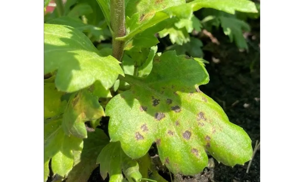 Hoa đồng tiền bị đốm lá, một vấn đề cần chú trọng trong phòng trừ sâu bệnh