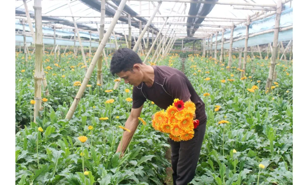 Dùng tay bẻ phần gốc của thân cây để thu hoạch hoa đồng tiền đúng kỹ thuật