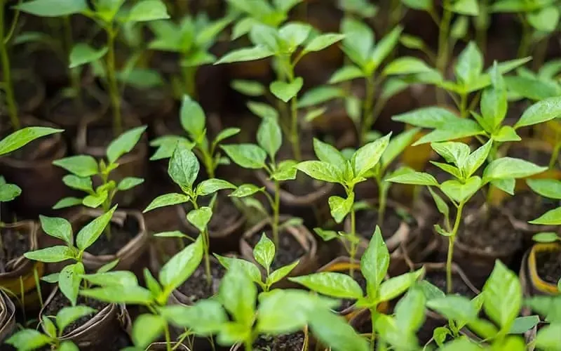 Vườn ớt chỉ thiên được trồng trên luống phủ màng nilon