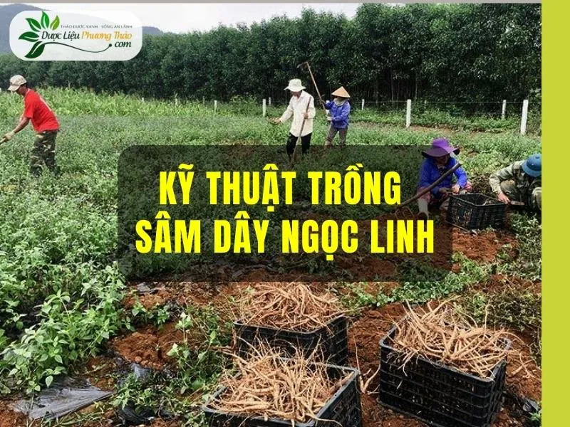 Cảnh quan vườn ươm Sâm Dây Ngọc Linh với hệ thống giàn che đơn giản