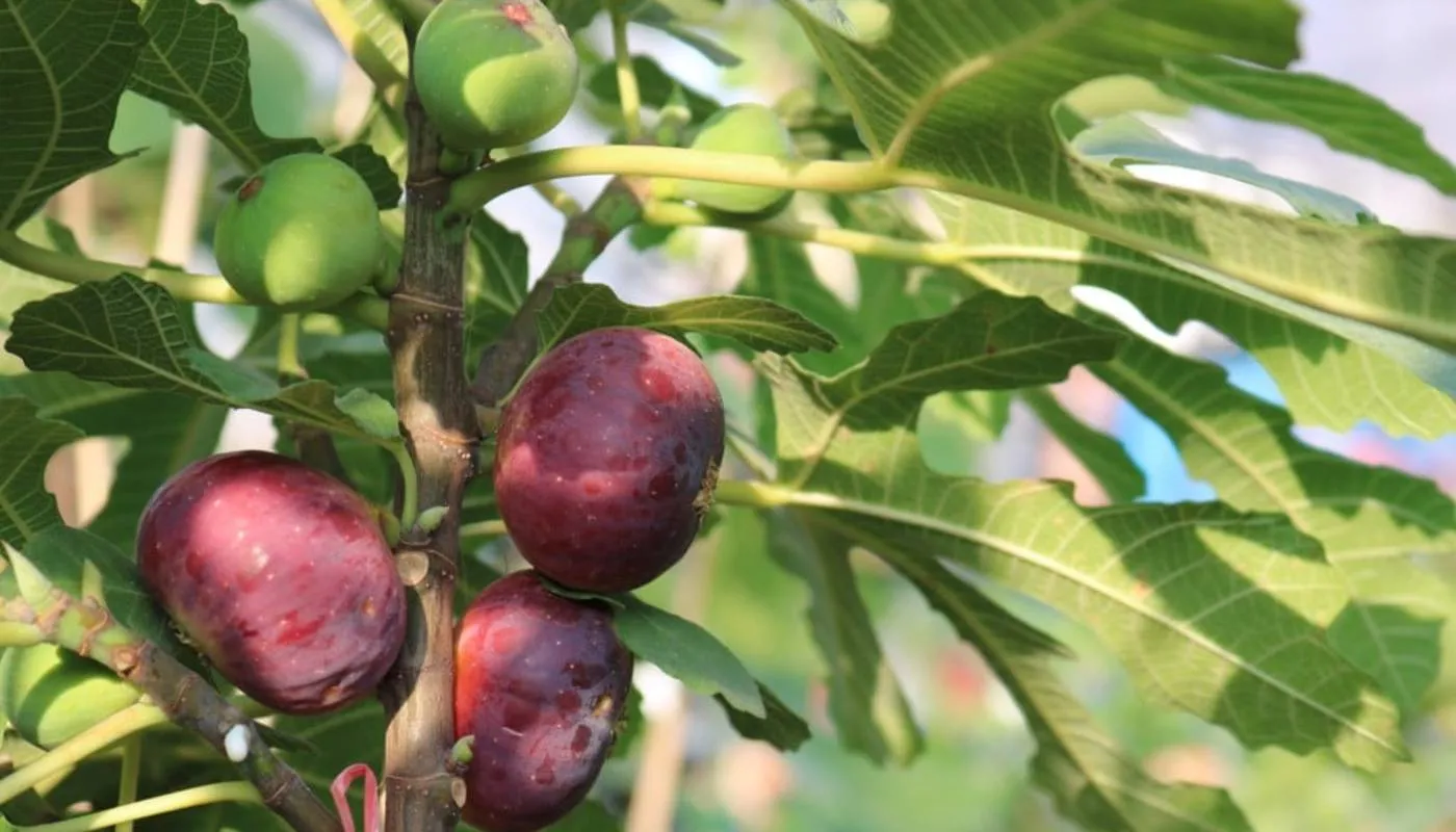 Hướng dẫn trồng Sung Mỹ