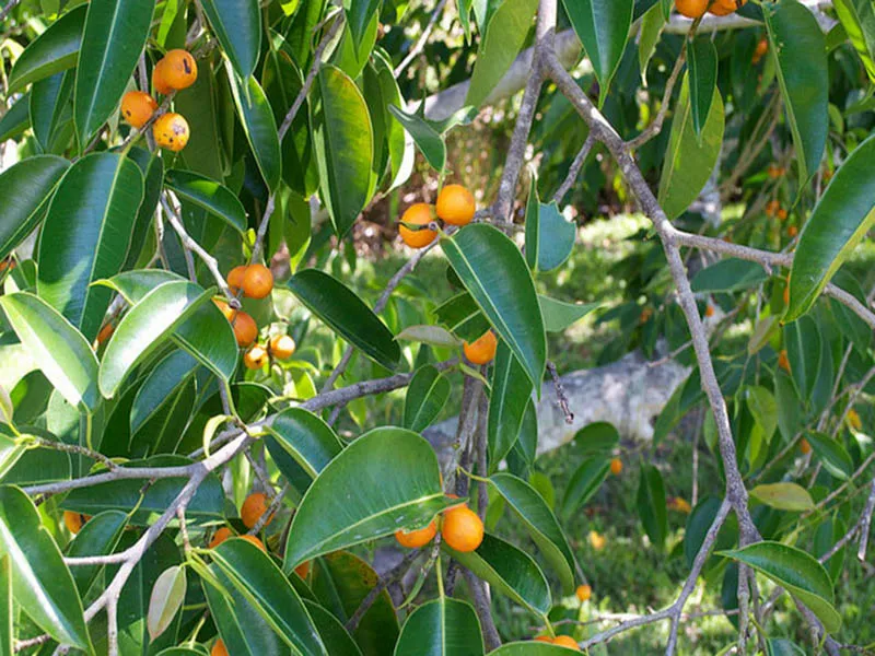 Chi tiết lá cây sanh màu xanh đậm và dày