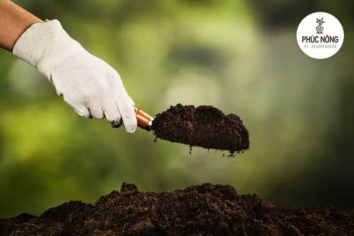 Làm đất tơi xốp trước khi trồng rau