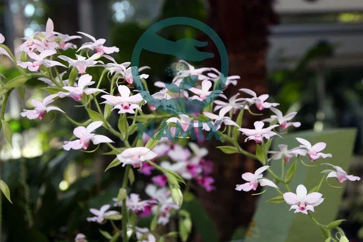 Cảnh Địa lan Bầu Rượu đã ra hoa