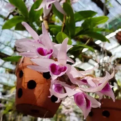 Một giò lan giả hạc khỏe mạnh trong môi trường tối ưu