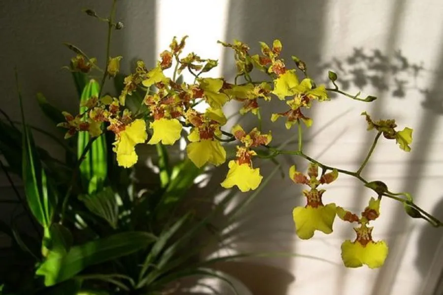 Chùm hoa Lan Vũ Nữ Mật Ngọt dày đặc