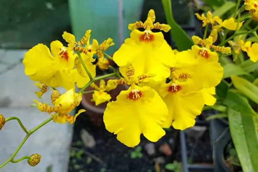 Lan Vũ Nữ Mặt Trời với sắc hoa nhẹ nhàng, thanh thoát